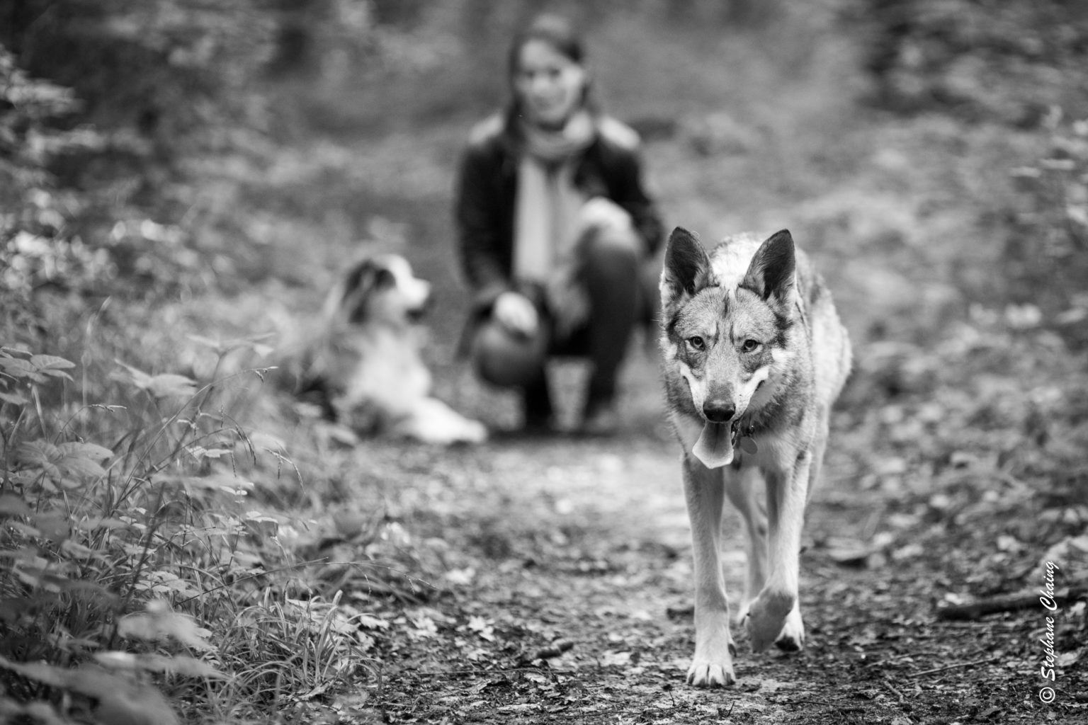 Le chien, cet animal qui nous échappe, de Audrey VENTURA - L'Agence