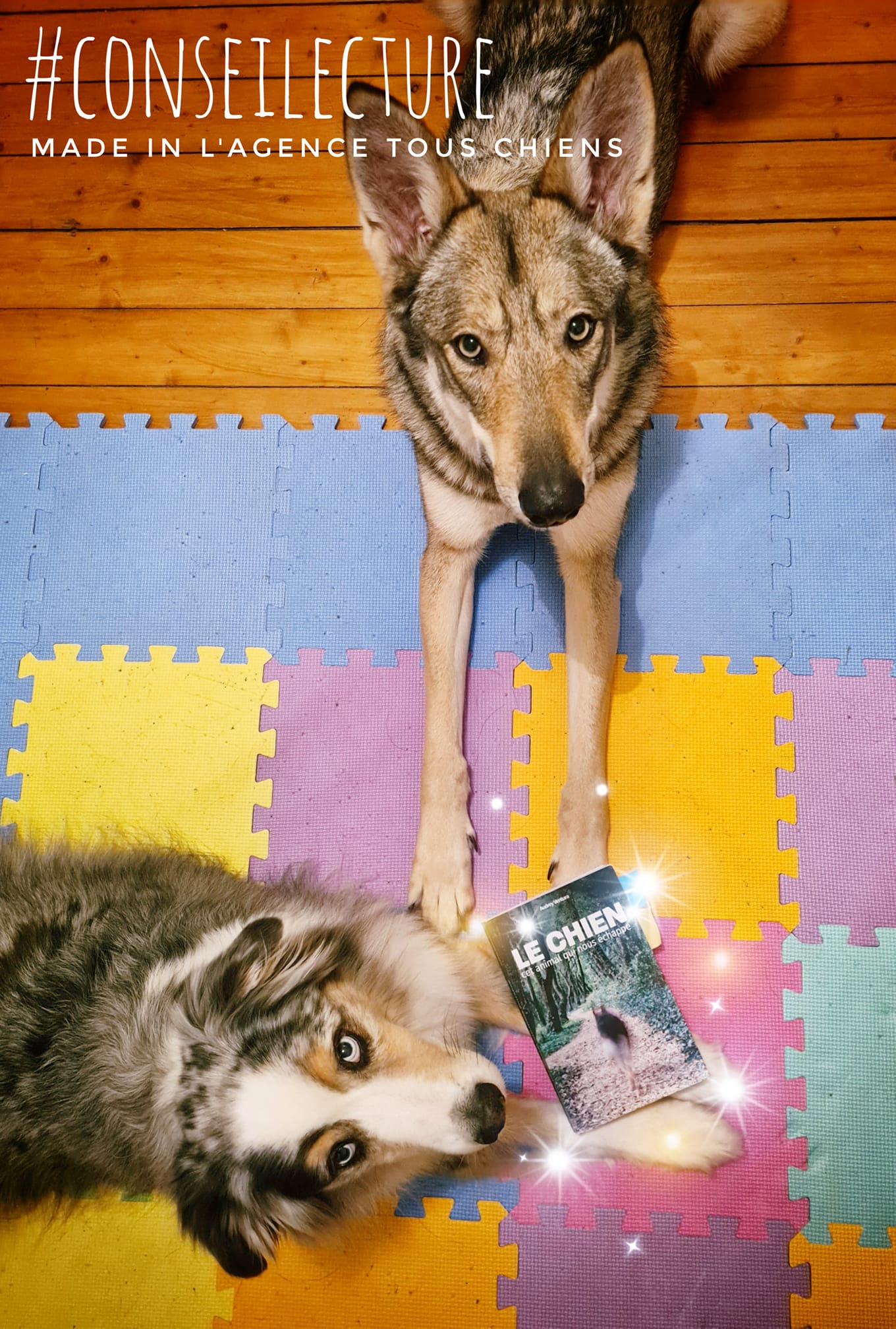 Le chien, cet animal qui nous échappe, de Audrey VENTURA - L'Agence
