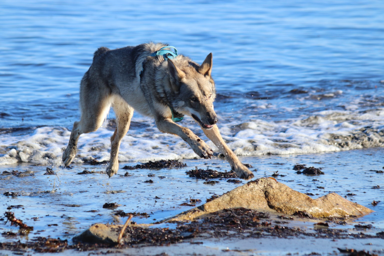 L Agence Tous Chiens Pour Un Duo Sans Un Croc